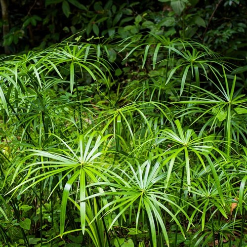 Japon Şemsiyesi (Cyperus Alternifolius)