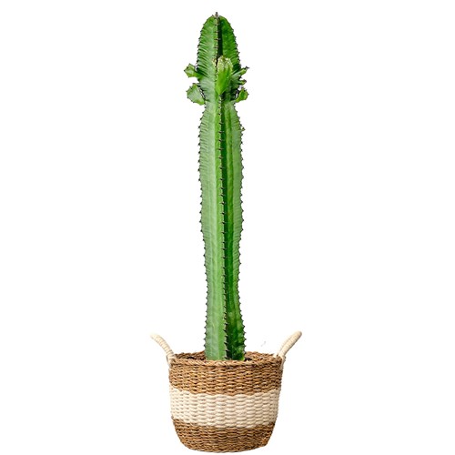 Kaktüs (Euphorbia Acrurensis) Hasır Saksılı