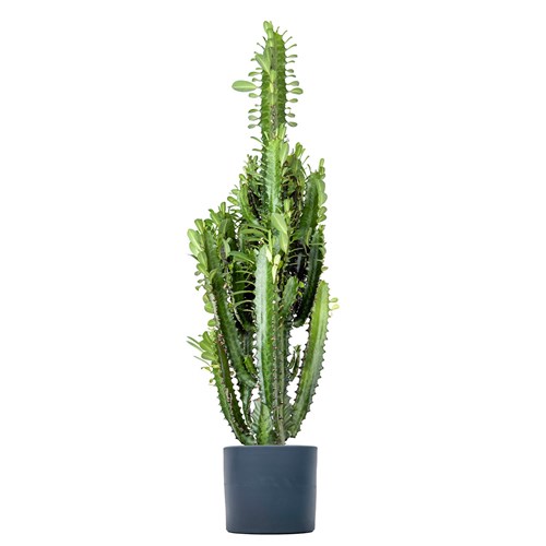 Kaktüs (Euphorbia Trigona) Ruby
