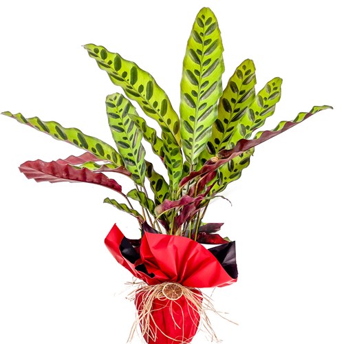 Kalatya (Calathea Lancifolia Insigne) Hediye Paketli