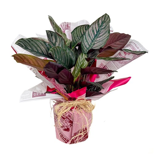 Kalatya (Calathea Ornata 'Sanderiana') Hediye Paketli