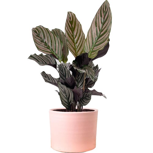 Kalatya (Calathea Ornata 'Sanderiana') Ruby