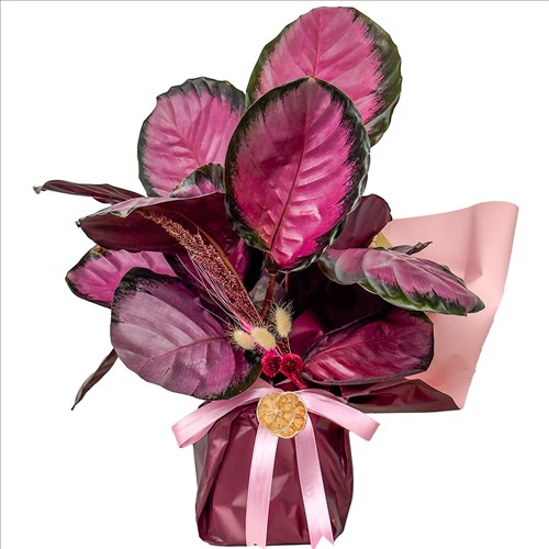 Kalatya (Calathea Roseopicta Rosey) Hediye Paketli