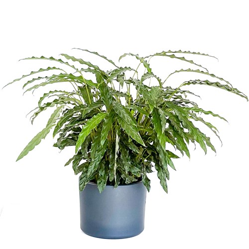 Kalatya (Calathea Rufibarba Green) Ruby