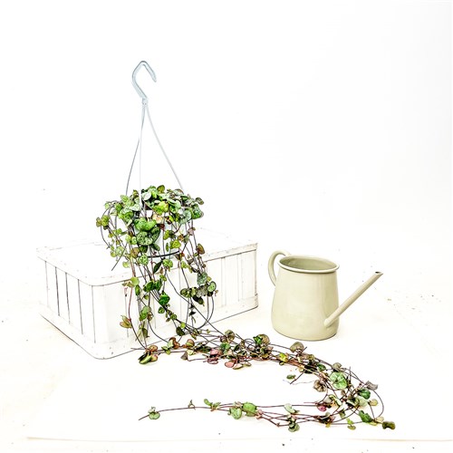 Kalp Kalbe Karşı (Ceropegia Woodii) Askılı Saksılı