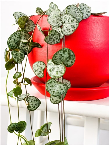 Kalp Kalbe Karşı (Ceropegia Woodii) Curvy