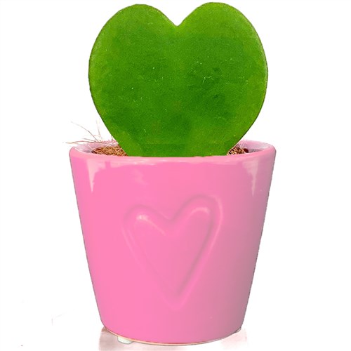 Kalp Sukulent (Hoya Kerrii) Kalp Saksılı