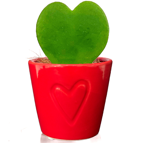 Kalp Sukulent (Hoya Kerrii) Kalp Saksılı