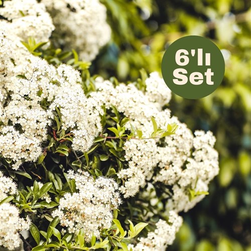 Kartopu (Viburnum Lucidum) 6'lı Set