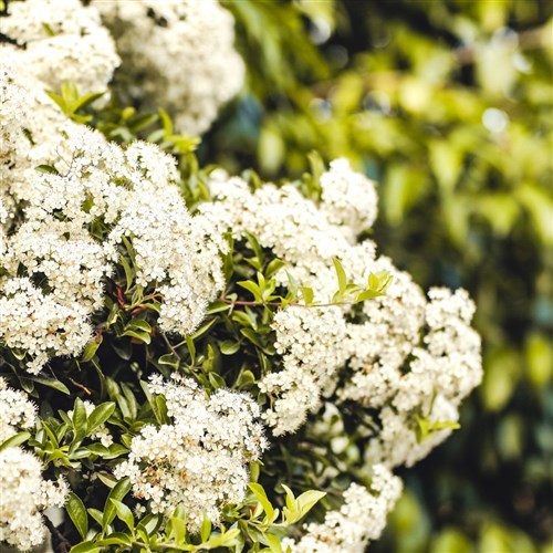 Kartopu (Viburnum Lucidum)