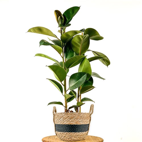 Kauçuk - 2 Gövdeli (Ficus Elastica) Hasır Saksılı