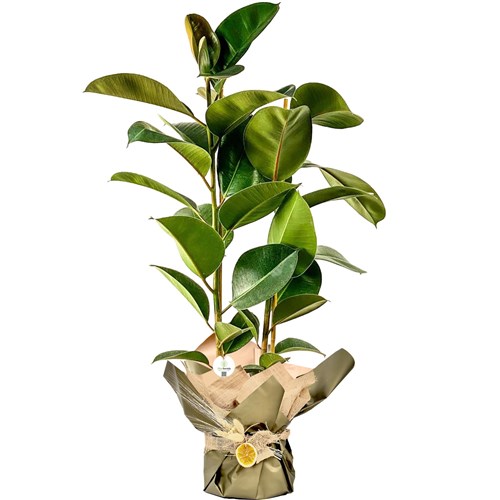 Kauçuk - 2 Gövdeli (Ficus Elastica) Hediye Paketli