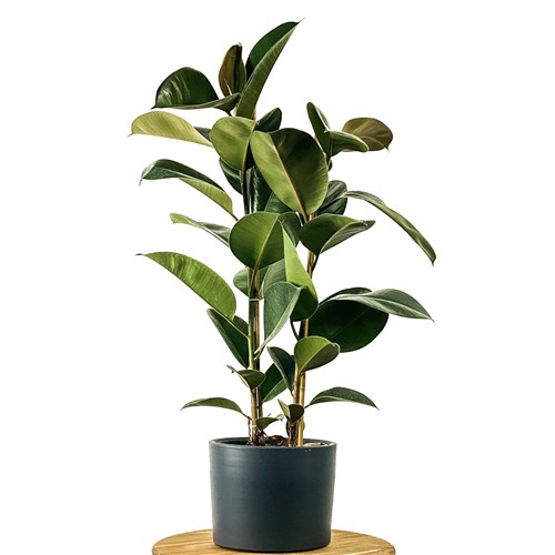 Kauçuk - 2 Gövdeli (Ficus Elastica) Ruby