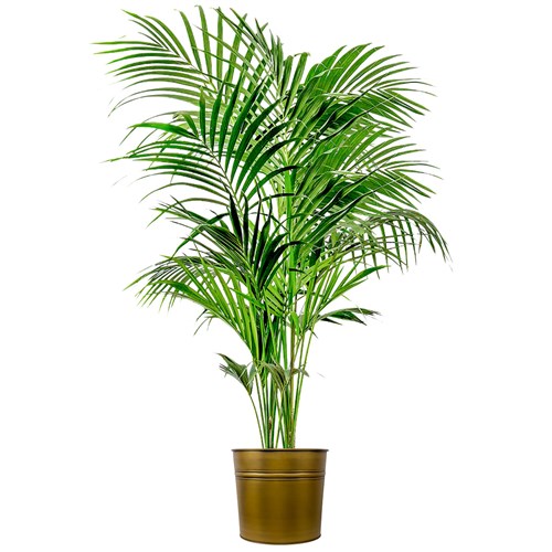 Kentia Palmiyesi XL (Howea Forsteriana) Metal Saksılı