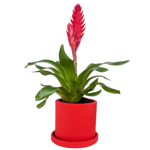 Kırmızı Alev Kılıcı Çiçeği (Vriesea Splendens)