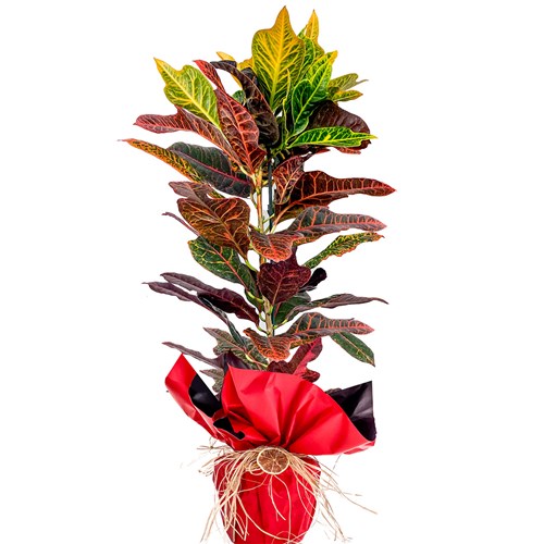 Kraton Large (Croton Excellent) Hediye Paketli