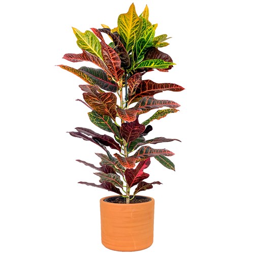 Kraton Large (Croton Excellent) Ruby
