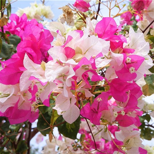 Kristal Begonvil Sarmaşığı (Bougainvillea)