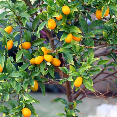 Kumkuat Ağacı (Citrus Fortunella)