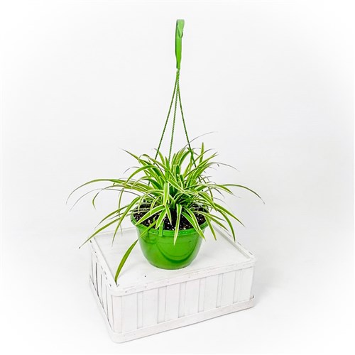 Kurdele Çiçeği (Chlorophytum Comosum) Askılı Saksılı