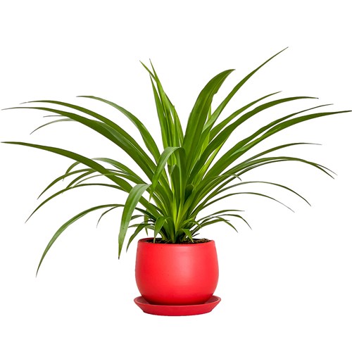 Kurdele Çiçeği (Chlorophytum Comosum Green) Curvy