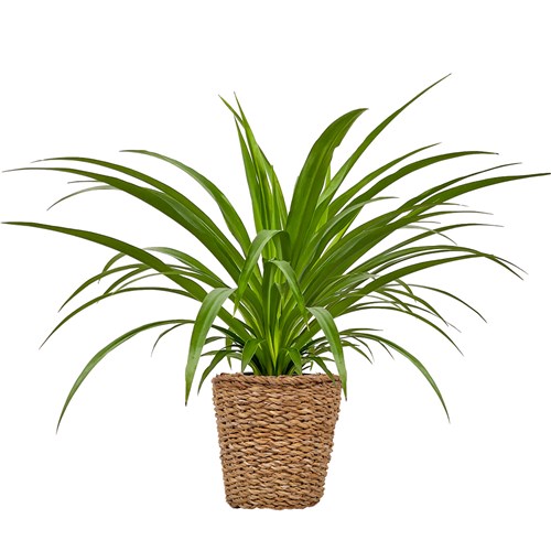 Kurdele Çiçeği (Chlorophytum Comosum Green) Hasır Saksılı