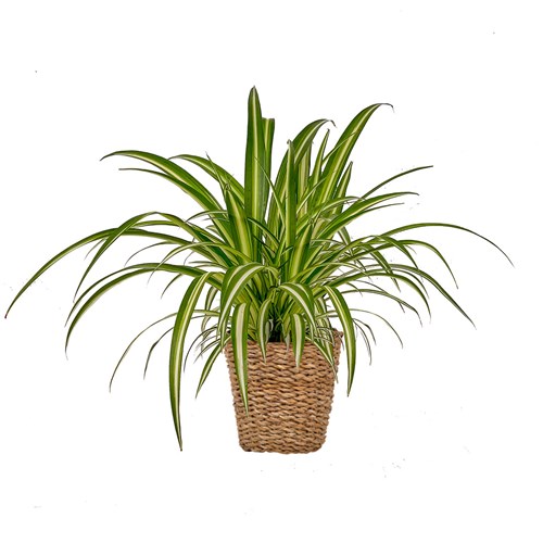 Kurdele Çiçeği (Chlorophytum Comosum) Hasır Saksılı