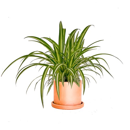 Kurdele Çiçeği (Chlorophytum Comosum) Ruby