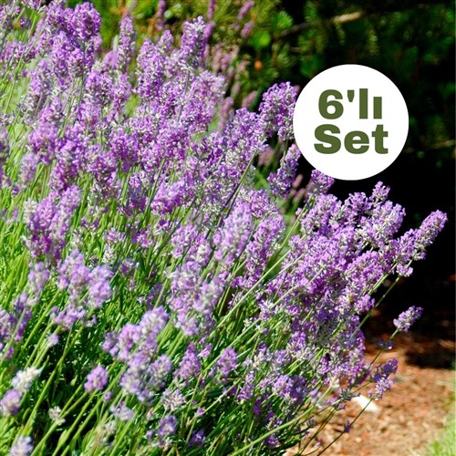 Lavanta (Lavandula Officinalis) 6'lı Set