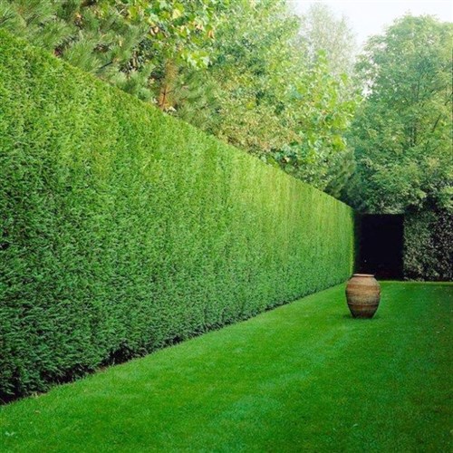 Leylandi (Cupressocyparis Leylandii)