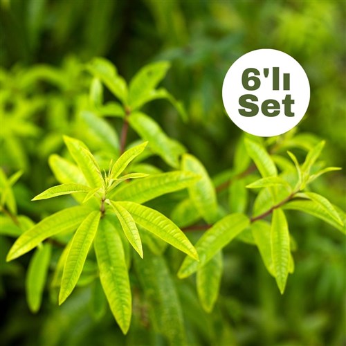 Limon Melisa (Aloysia Triphylla) 6'lı Set