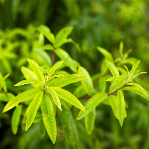 Limon Melisa (Aloysia Triphylla)