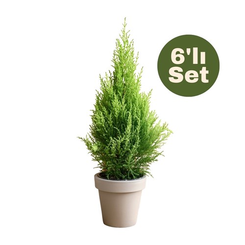Limon Servi (Cupressus Macrocarpa Goldcrest) 6'lı Set