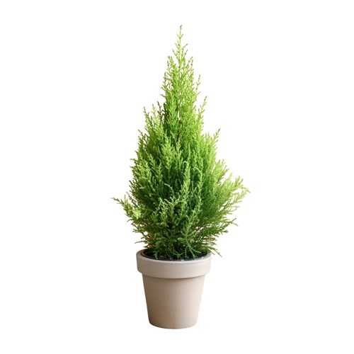 Limon Servi (Cupressus Macrocarpa Goldcrest)