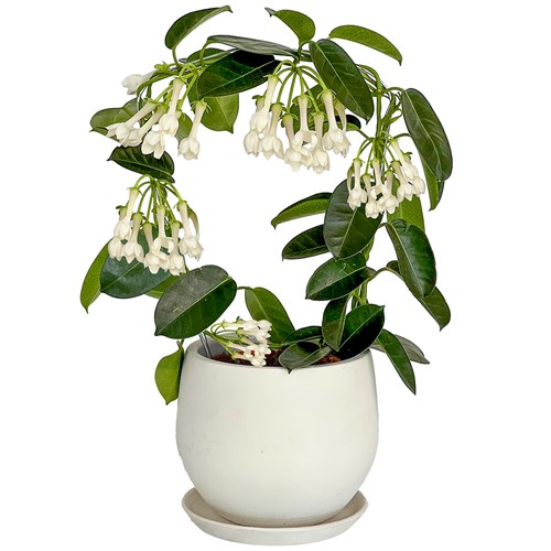 Madagaskar Yasemini (Stephanotis Floribunda) Curvy