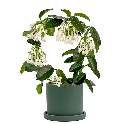 Madagaskar Yasemini (Stephanotis Floribunda) Ruby