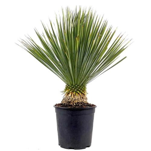 Mavi Yuka (Yucca Rostrata)
