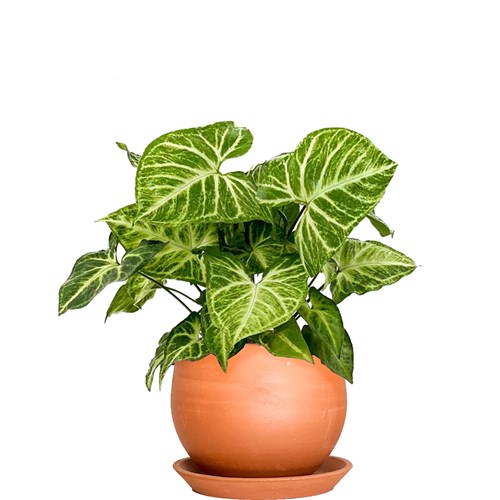 Melek Kanadı (Syngonium) Curvy