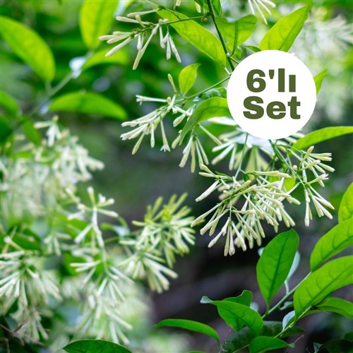 Melisa (Cestrum Nocturnum) 6'lı Set