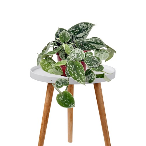 Mini Scindapsus Pictus - Ruby