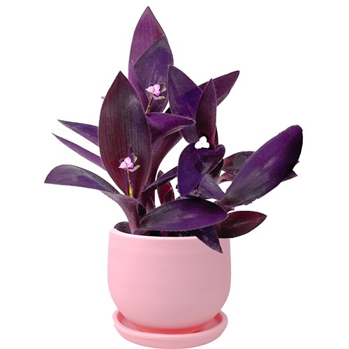 Mor Telgraf Çiçeği (Tradescantia Pallida) Curvy