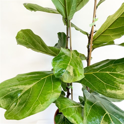 Pandora Kauçuğu - 2 Gövdeli (Ficus Lyrata) Metal