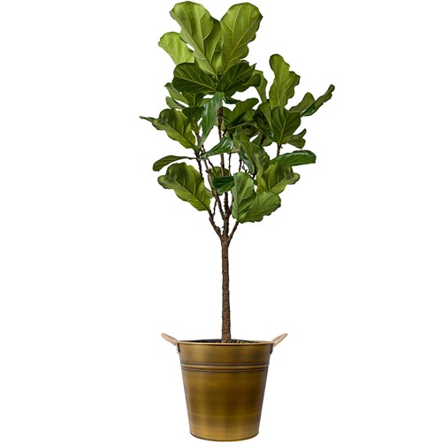 Pandora Kauçuğu (Ficus Lyrata) Gold Metal Saksılı