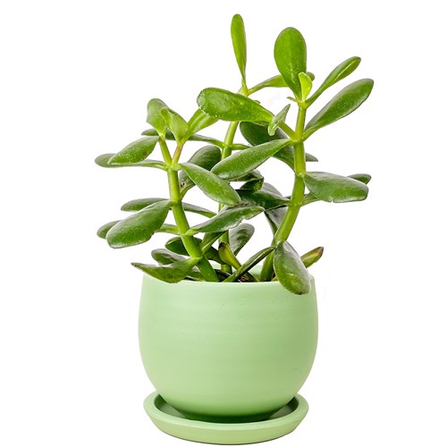 Para Çiçeği (Crassula Ovata) Curvy