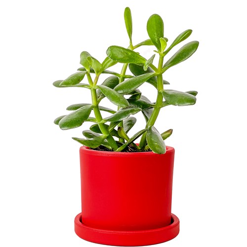 Para Çiçeği (Crassula Ovata) Ruby