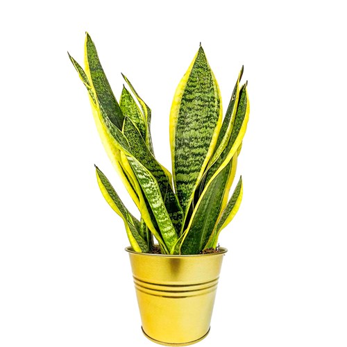 Paşa Kılıcı Mini (Sansevieria Gold Flame) Metal Saksılı