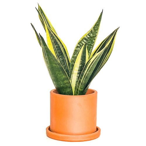 Paşa Kılıcı Mini (Sansevieria Gold Flame) Ruby