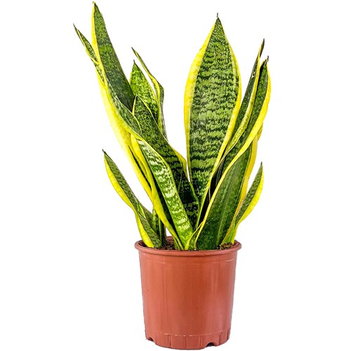 Paşa Kılıcı Mini (Sansevieria Gold Flame)