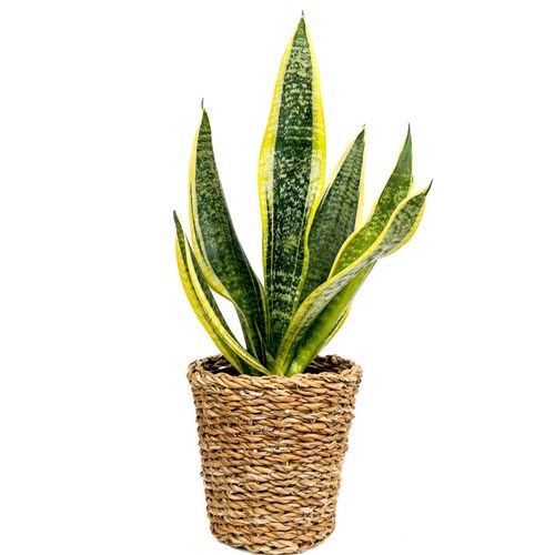 Paşa Kılıcı Mini (Sansevieria Superba) Hasır Saksılı