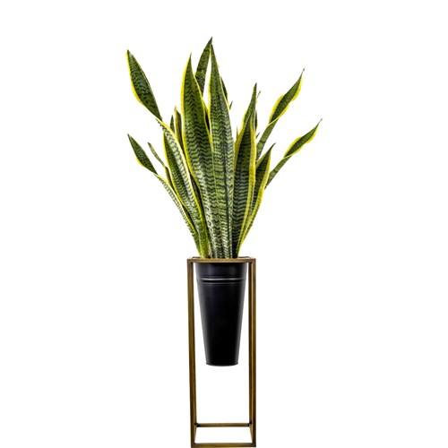 Paşa Kılıcı (Sansevieria Laurentii) Ayaklı Siyah Metal Saksılı
